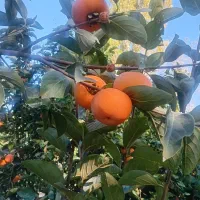 نهال خرمالو...انجیرانار|خدمات باغبانی و درختکاری|بندر گز, |دیوار