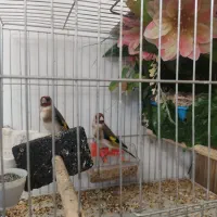 جفت نر و ماده سهره با قفس و کلیه لوازم