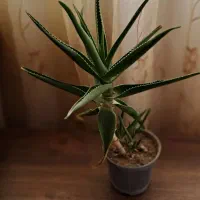 گل آپارتمانی همراه باجوانه های فراوان|گل و گیاه طبیعی|سبزوار, فیاض|دیوار