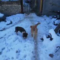 سگ پاپی|سگ|مشهد, میان ولایت|دیوار