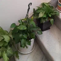 وسایل های فروشی|حراج|سنندج, |دیوار