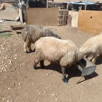 بره قوچ قنقور|حیوانات مزرعه|شیراز, تاچارا|دیوار