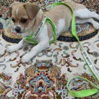 سگ خانگی|سگ|آباده, |دیوار