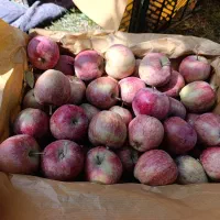 سیب درجه دو|خوردنی و آشامیدنی|سراجو, |دیوار