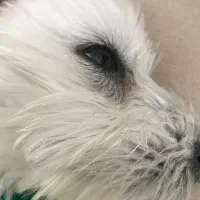 فروش فوری سگ