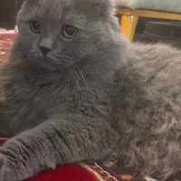 گربه اسکاتیش تقریبا یکساله