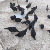 مرغ