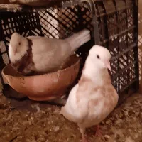 طوقی جوانه  زرد  هفت رنگ