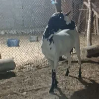 بز دورگ سومال کل