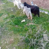 بز وچپش|حیوانات مزرعه|اندیمشک, |دیوار