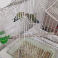 جوجه طوطی برزیلی