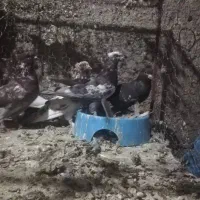 پنج عدد کبوتر پیچ بازی|پرنده|مرودشت, فرهنگ|دیوار