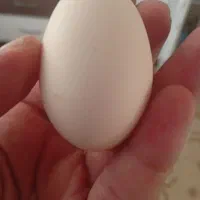 تخم مرغ محلی تازه ارگانیک بابهترین دون تغذیه شده|خوردنی و آشامیدنی|مشهد, امیریه|دیوار