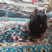 خرگوش|موش و خرگوش|پاکدشت, پاکدشت (مامازند)|دیوار