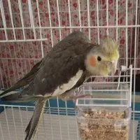 عروس هلندی گم شده