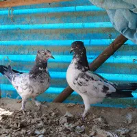 تعدادی کبوتر|پرنده|کرج, آق تپه|دیوار