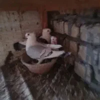 کفتر بلژیکی