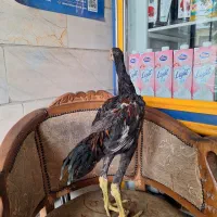 مرغ و جوجه لاری