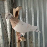 کبوتر|پرنده|شیراز, بازار|دیوار