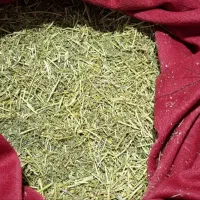 فروش بابونه