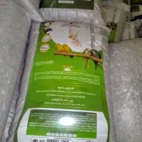 دانه هفت دان عروس هلندی و طوطی