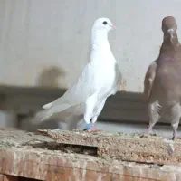 جوجه کبوتر سرخ سفید