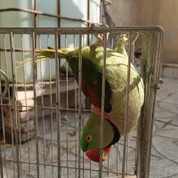 شاه طوطی نر