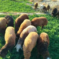 بره نر هم برای کشتار هم برای پرواربندی