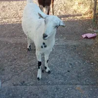 فروشی|حیوانات مزرعه|سیرجان, |دیوار