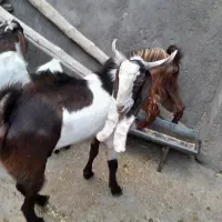 نربز اصل گوش بلند|حیوانات مزرعه|تربت جام, اسماعیل آباد|دیوار