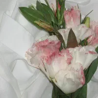 دوربین canon|دوربین عکاسی و فیلم‌برداری|بوشهر, |دیوار