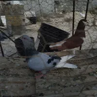 فروش کبوتر بهبهانی