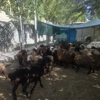 فروش گوسفند ، بره نر و ماده فیروزکوه|حیوانات مزرعه|فیروزکوه, |دیوار