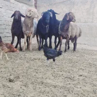 فروش قوچ افشاری|حیوانات مزرعه|شیراز, رحمت‌آباد|دیوار