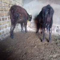 وزن جفتی ۱۴۰ کیلو