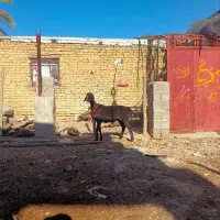 قوچ  میش