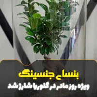 تراریوم بنسای فیکوس در گلوریا