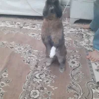 خرگوش نر ،یکونیم ساله|موش و خرگوش|تهران, تهرانپارس شرقی|دیوار