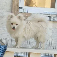 فروش سگ پامرانیان|سگ|شیراز, عفیفآباد|دیوار