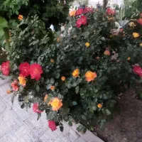 منزل-ویلایی