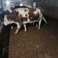 فروش گوساله سمینتال