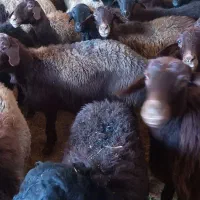 میش جوان افشاری