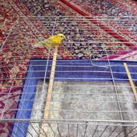 قناری لیمویی نر