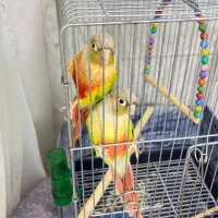 گرینچیک آناناسی آماده لونه گذاری