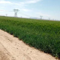 زمین کشاورزی متری ورامین روستای ایجدان|فروش زمین و ملک کلنگی|جوادآباد, |دیوار