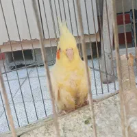 عروس هلندی گم شده|حیوانات|گنبد کاووس, |دیوار