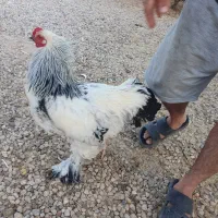 خروس برهما اصیل