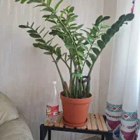 گل زامفولیا بزرگ