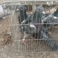 ۵ تا پلاکی هوش دار دونه ۳۰۰|پرنده|نجفآباد, جلال آباد|دیوار