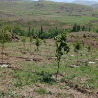 باغ۴ساله۱۲۰۰متری.سنددار ۶۰۰میلیون.درعلی آباد|فروش زمین و ملک کلنگی|خلخال, |دیوار
